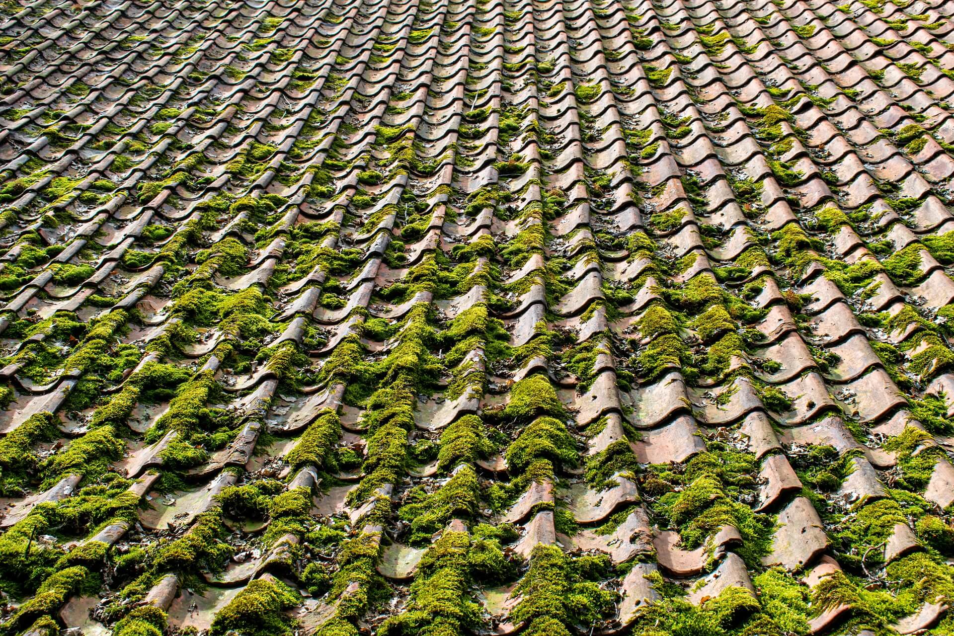 Clay roof tiles with moss